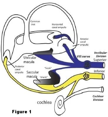 ear-chart-300686-edited